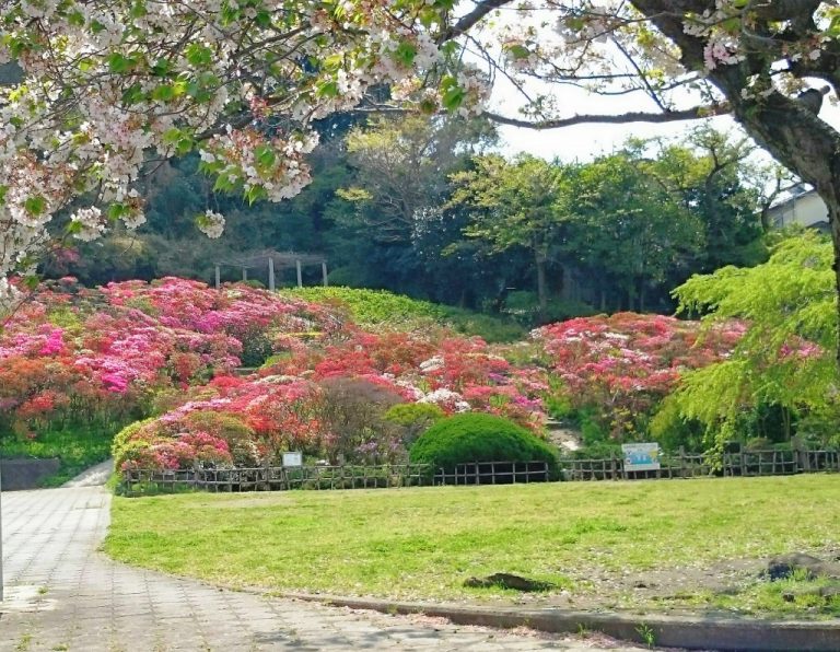 葉山の“花の木公園” のツツジ