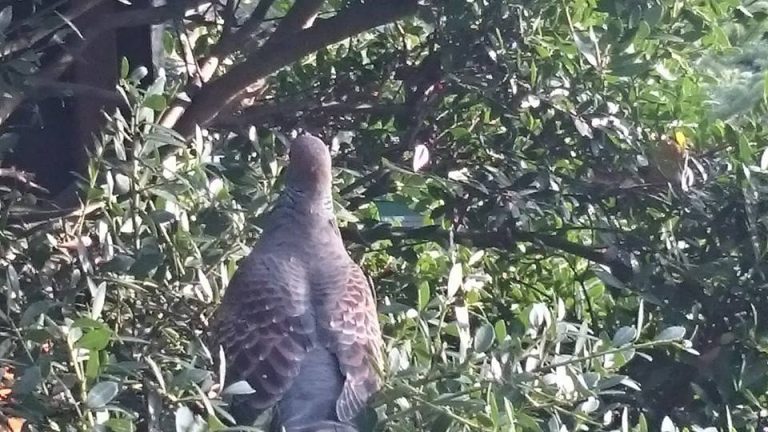 ステーキレストランそうまに山鳩が