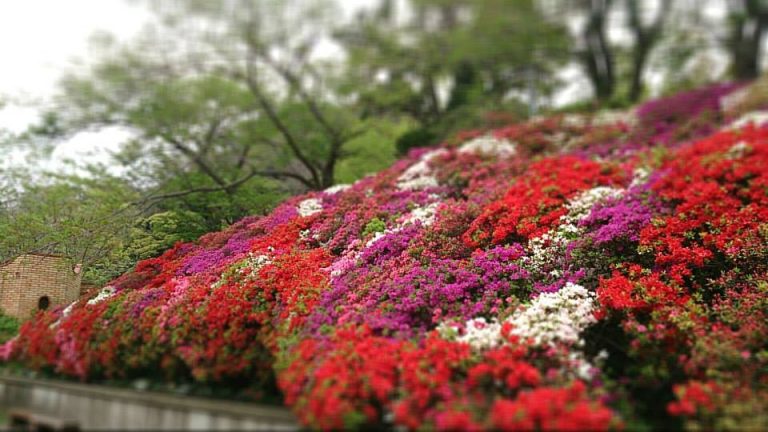 花の木公園のツツジ2014